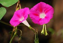 日光性皮炎会诱发白癜风吗